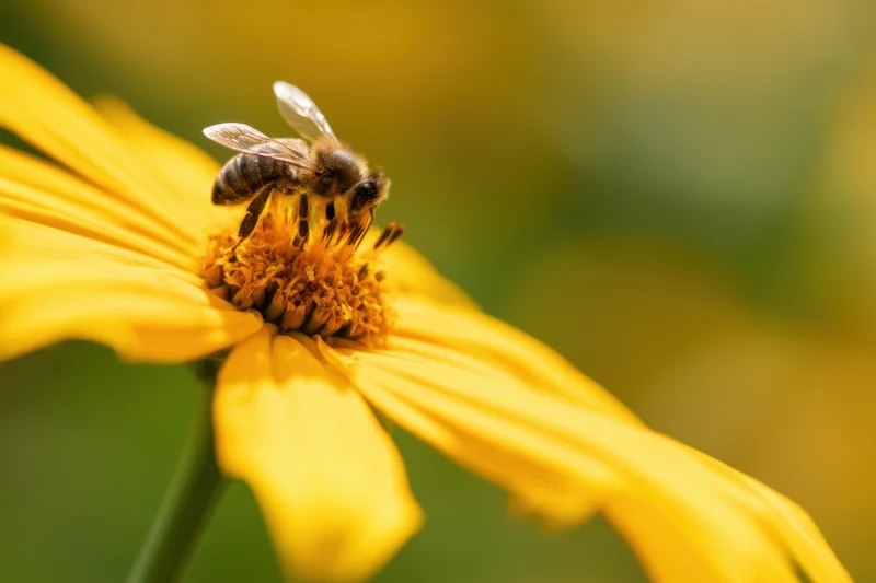 Bee collecting nectar from a yellow flower in a garden setting