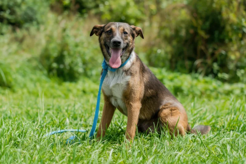 Dog sitting on lush green grass with blue leash and tongue out