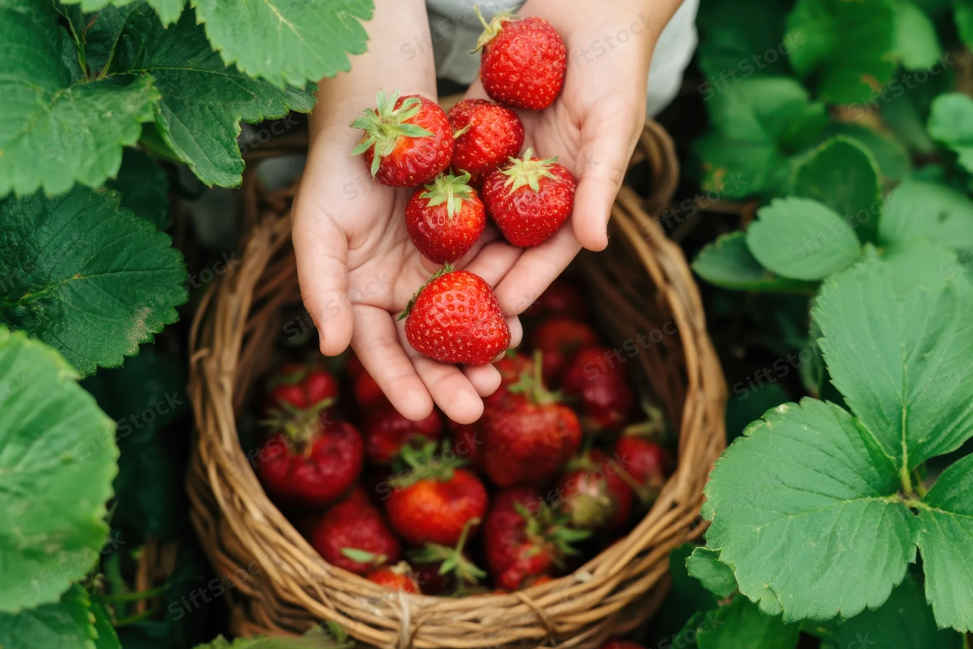 Child’s hands holding ripe red strawberries above a wicker basket in a strawberry garden