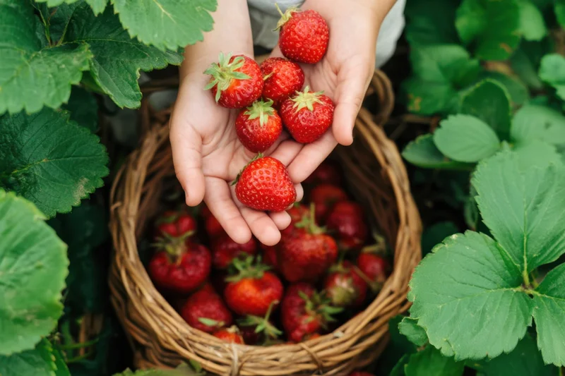 Child’s hands holding ripe red strawberries above a wicker basket in a strawberry garden
