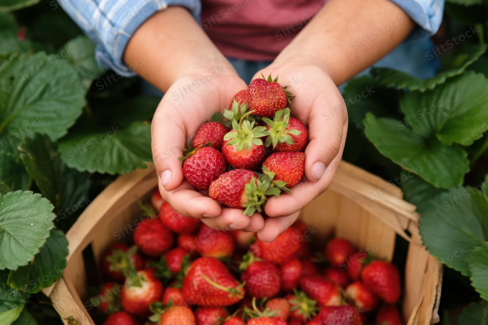 Child's hands holding ripe red strawberries above a wooden basket in a strawberry field