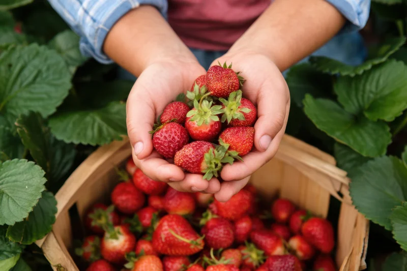 Child's hands holding ripe red strawberries above a wooden basket in a strawberry field