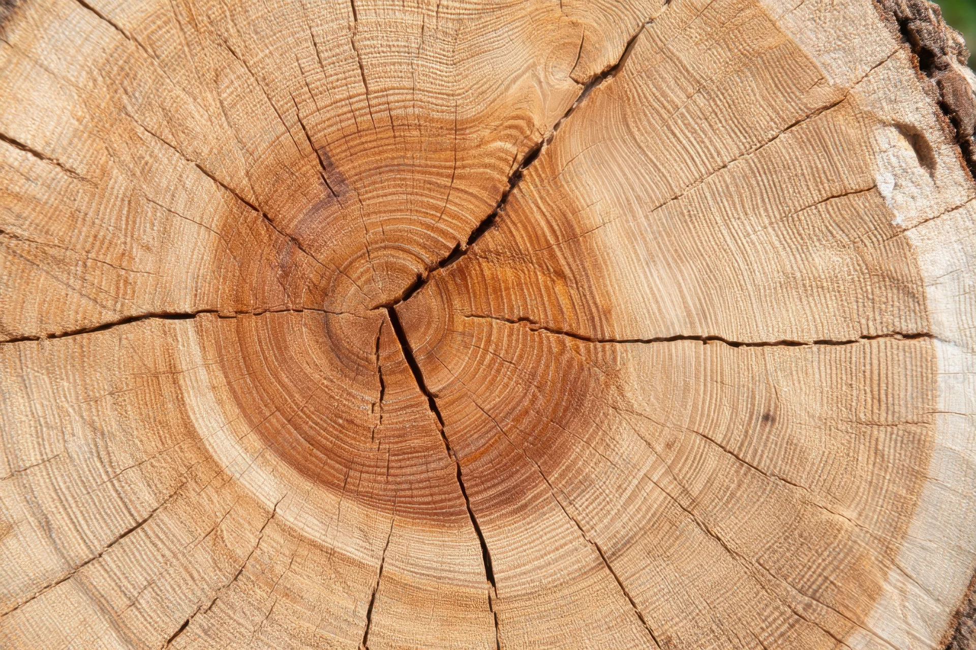 Cross-section of a tree trunk showing growth rings and wood grain texture
