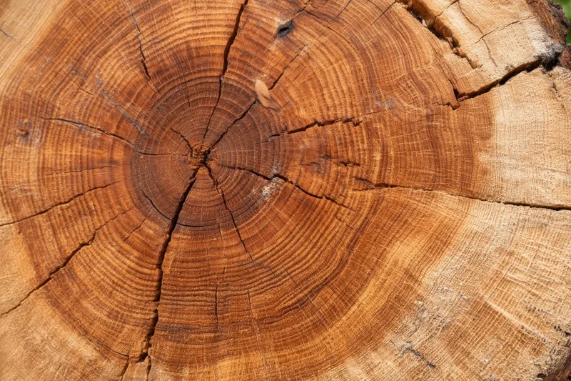 Cross-section of a tree trunk showing growth rings and wood grain texture