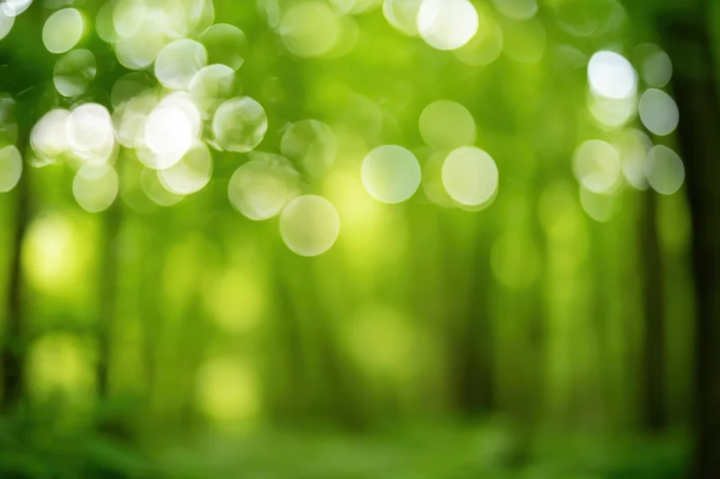 Blurred woodland scene with green foliage and bokeh light effects