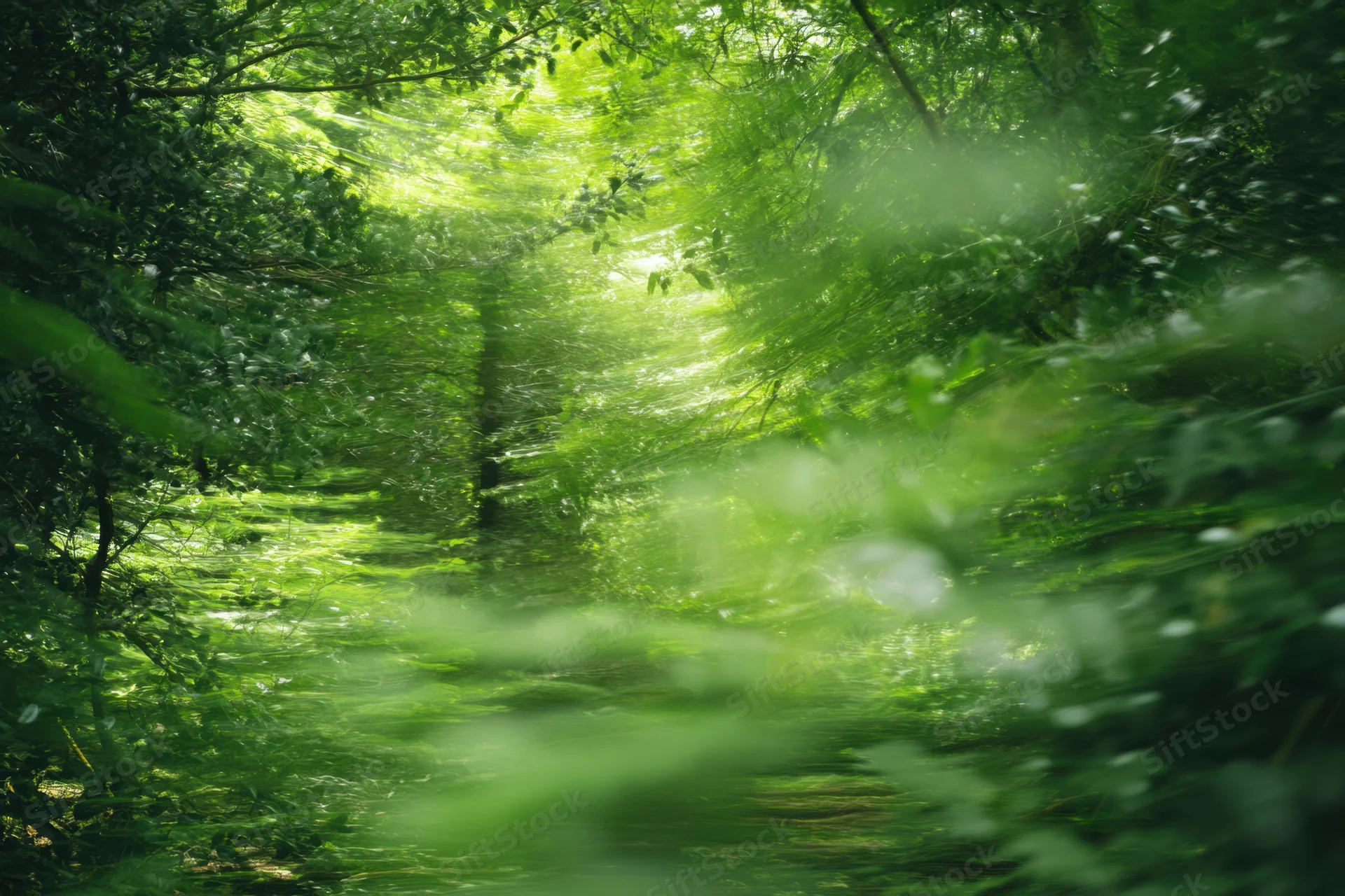 Blurred green woodland path with dappled sunlight filtering through dense tree canopy