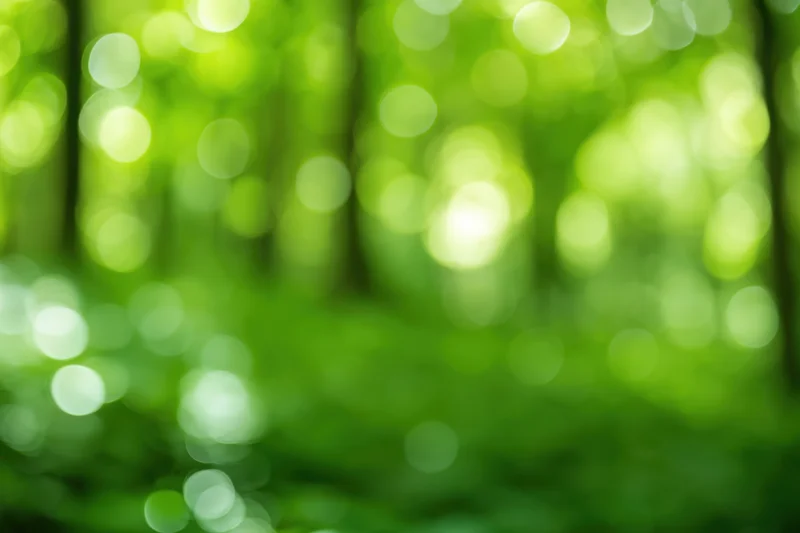 Blurred green woodland scene with bokeh light effects from sunlight filtering through trees