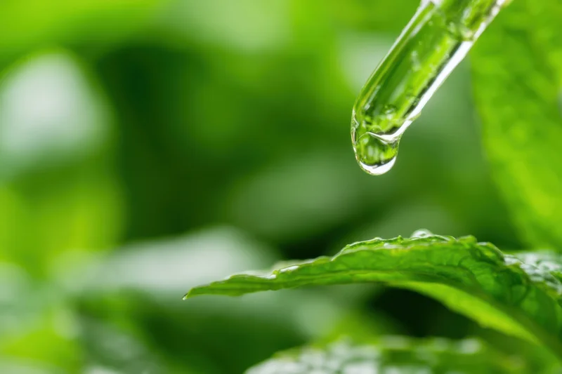 Dropper releasing a drop of water onto a green mint leaf in a garden setting
