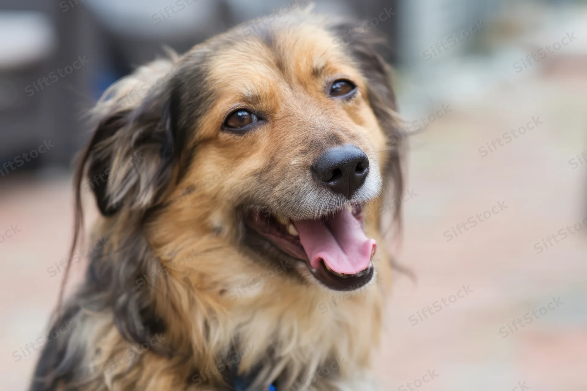 Friendly long-haired dog sitting with mouth open and tongue out against blurred outdoor background