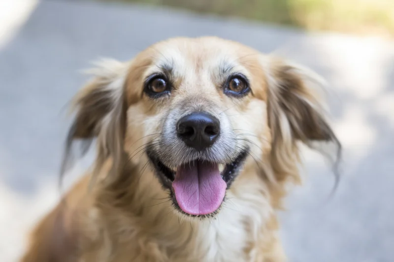 Friendly dog with long fur sitting outdoors, tongue out, looking at camera, blurred background