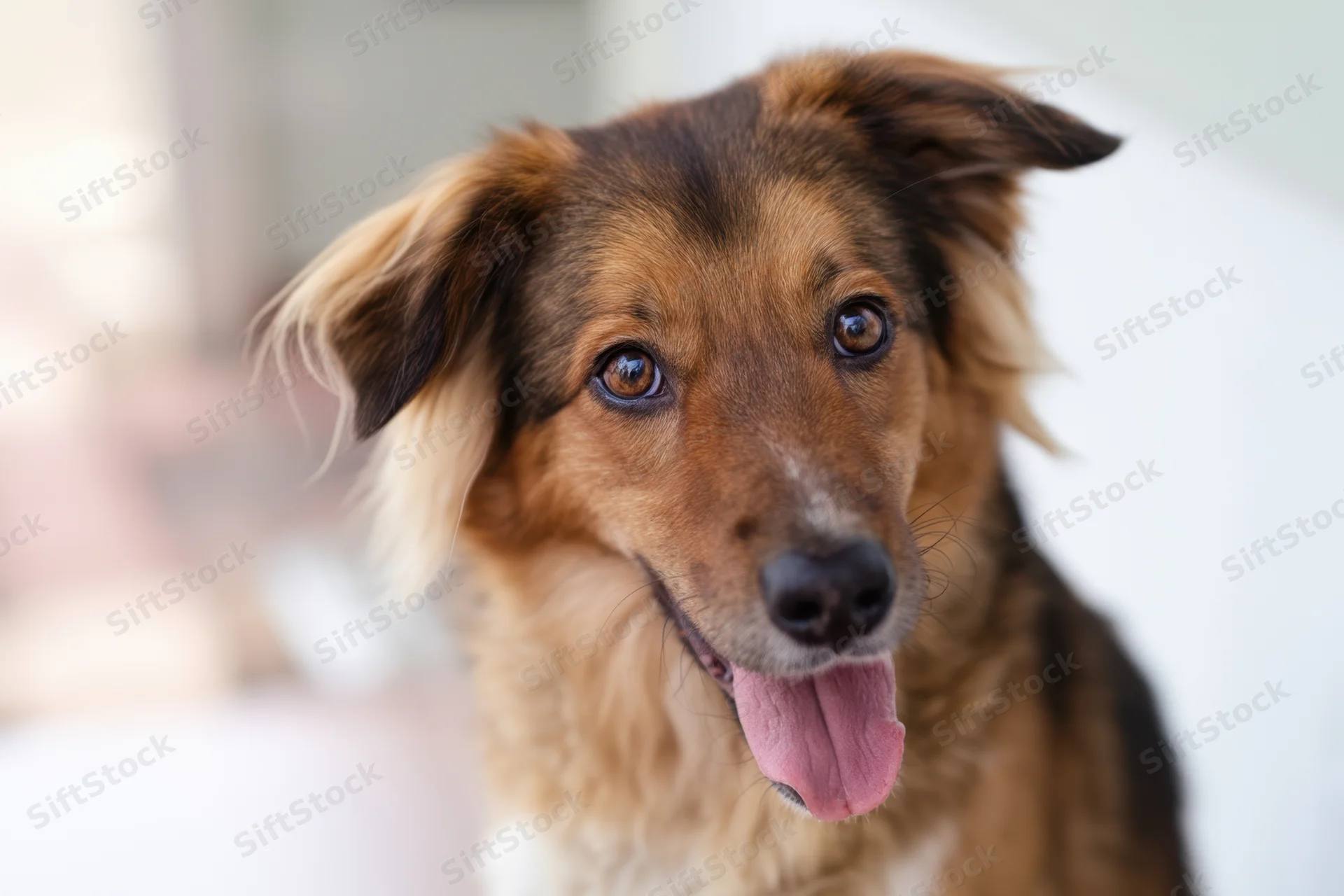 Friendly dog with long fur panting and looking at camera against softly blurred background