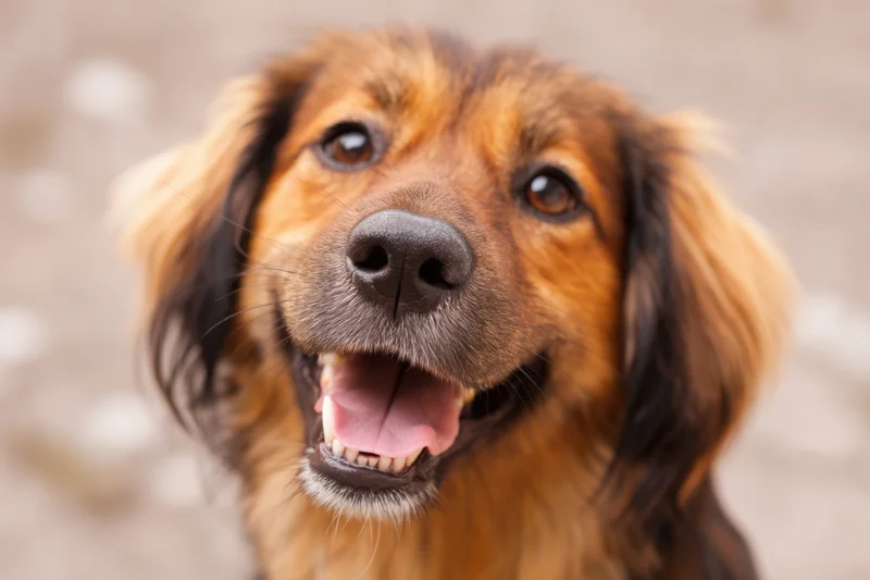 Friendly dog with long fur smiling in closeup portrait against blurred background
