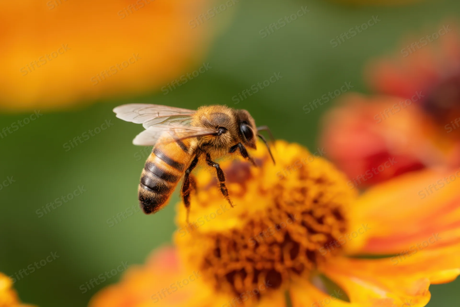 Honeybee perched on orange flower collecting nectar in garden setting