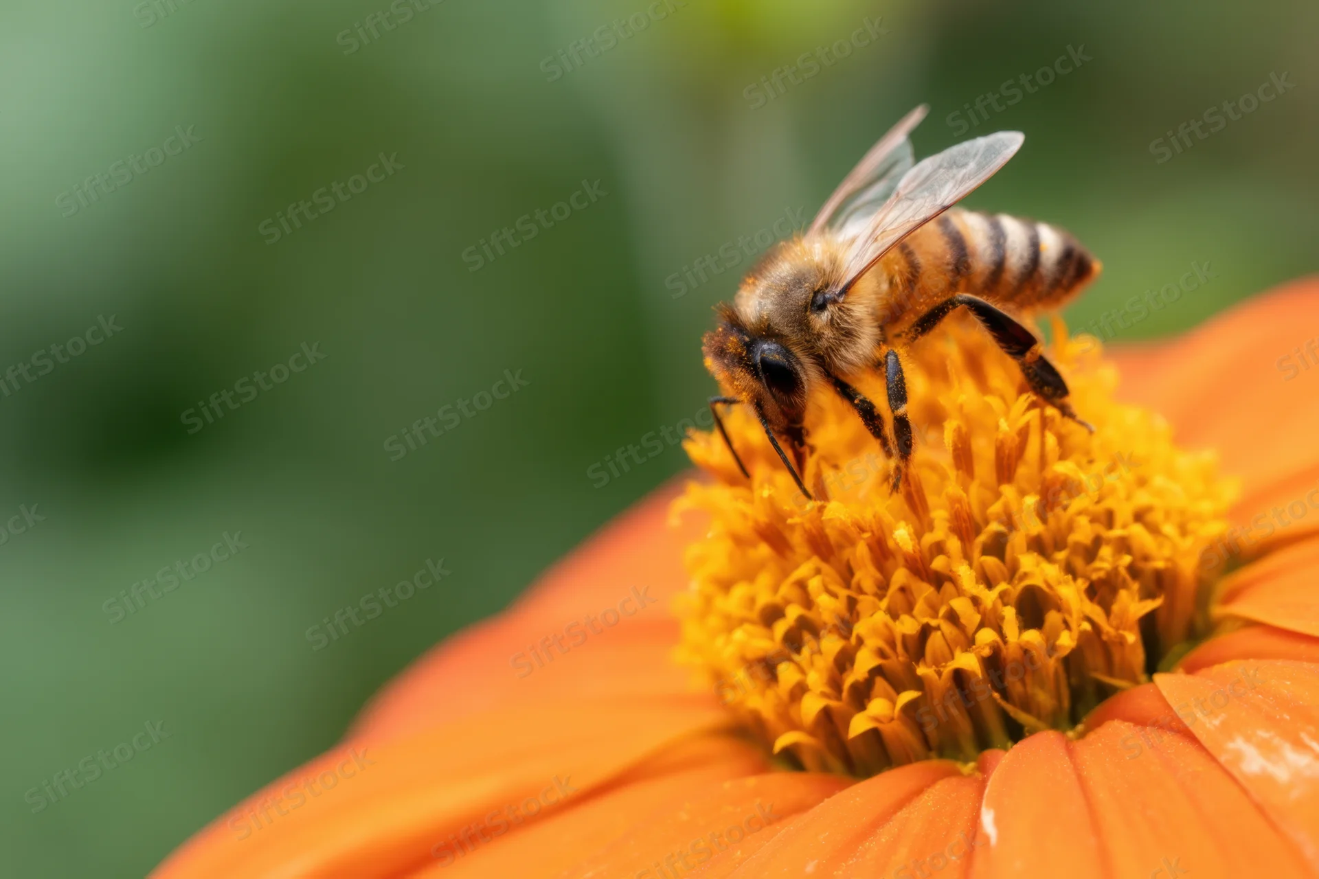 Honeybee collecting nectar from orange flower center in garden setting