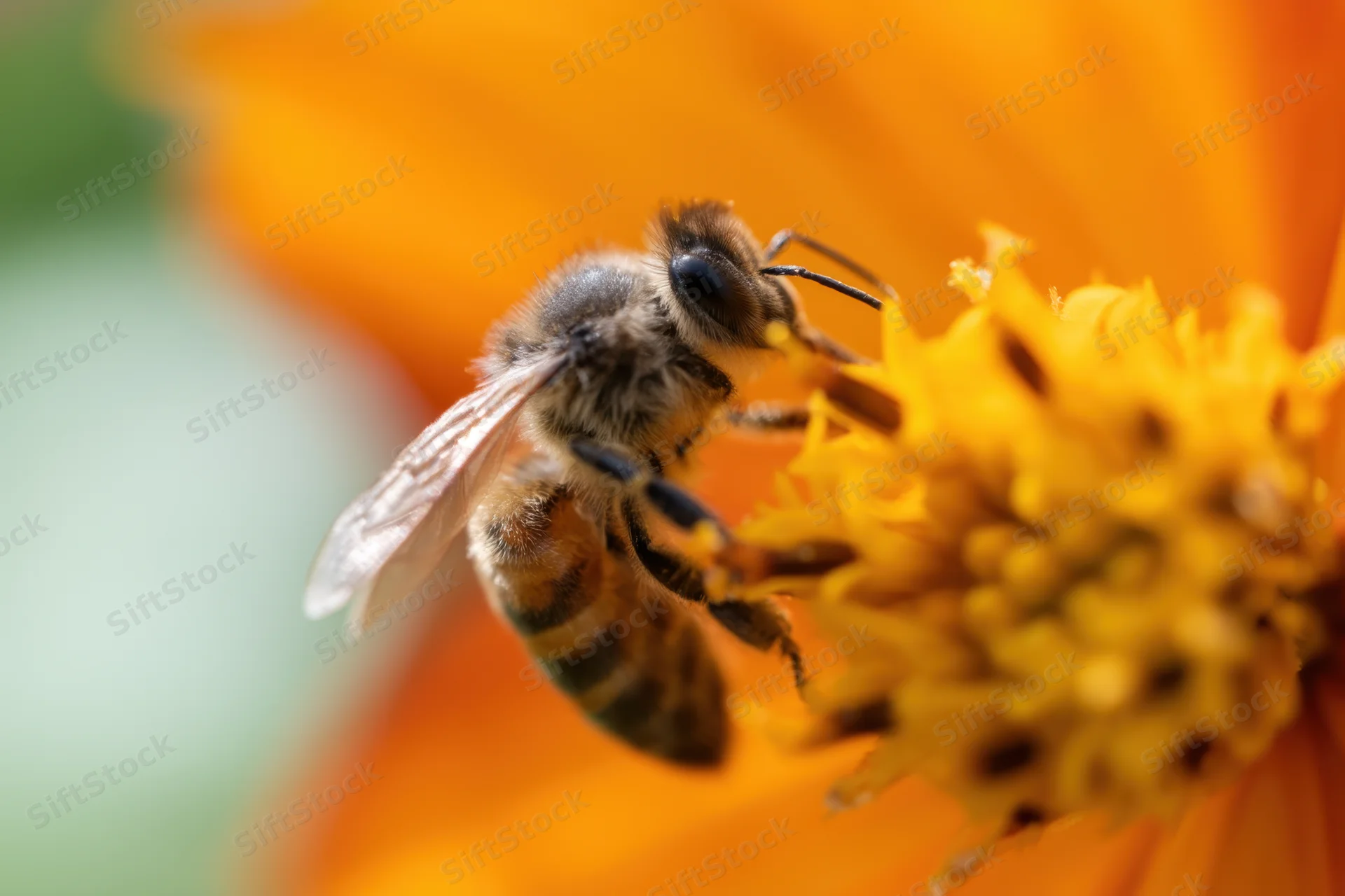 Honeybee collecting nectar from orange flower in garden