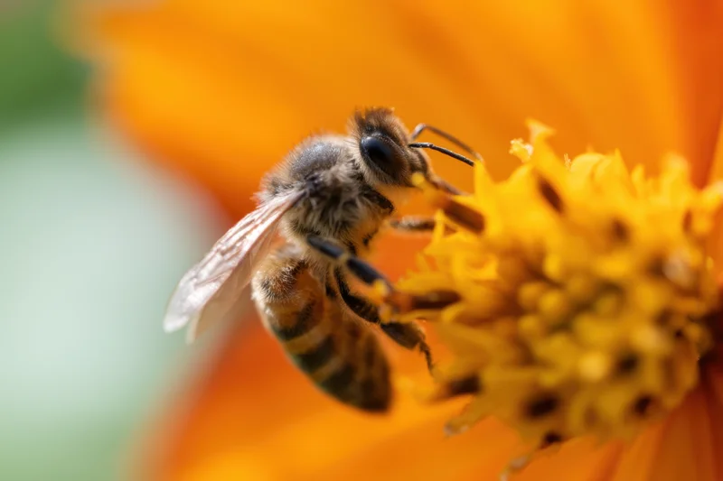Honeybee collecting nectar from orange flower in garden
