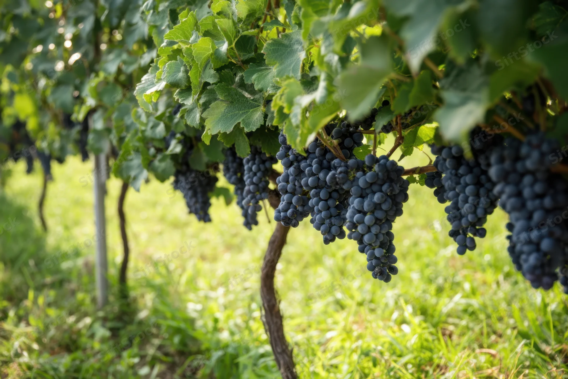 Ripe dark purple grape clusters hanging from grapevines in a sunlit vineyard row
