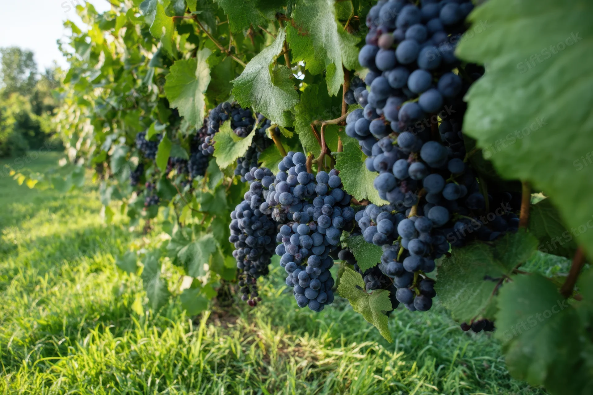 Ripe dark purple grape clusters hanging on vines in a lush green vineyard field
