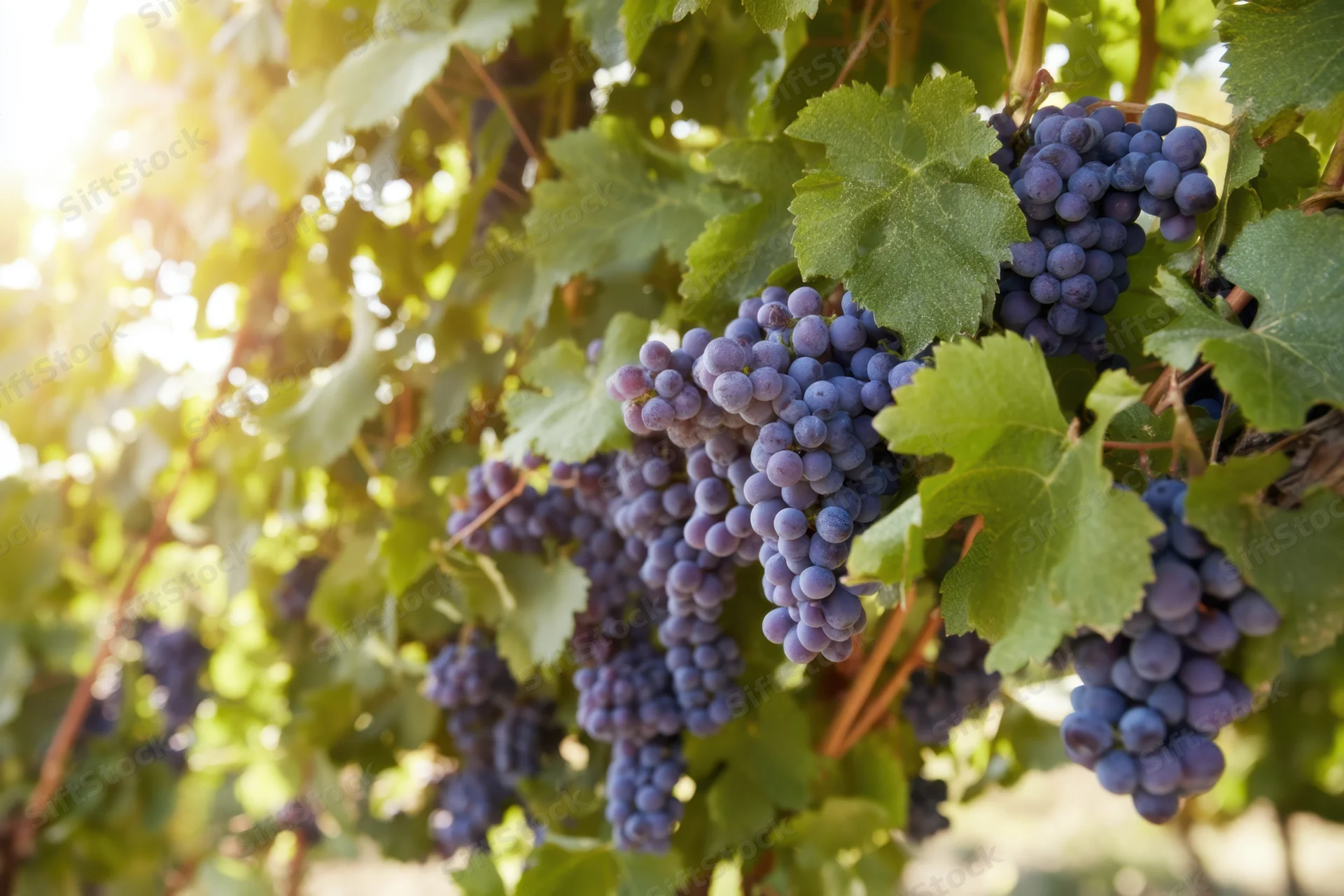 Clusters of ripe deep purple grapes hanging on a vine in a sunlit vineyard