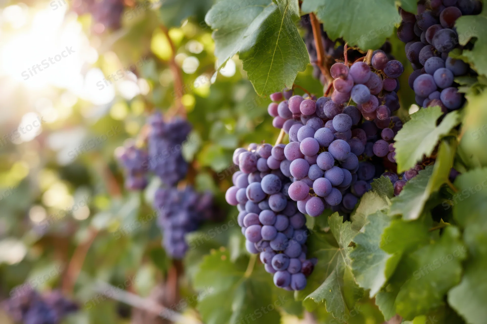 Clusters of ripe deep purple grapes hanging on a vine in a sunlit vineyard