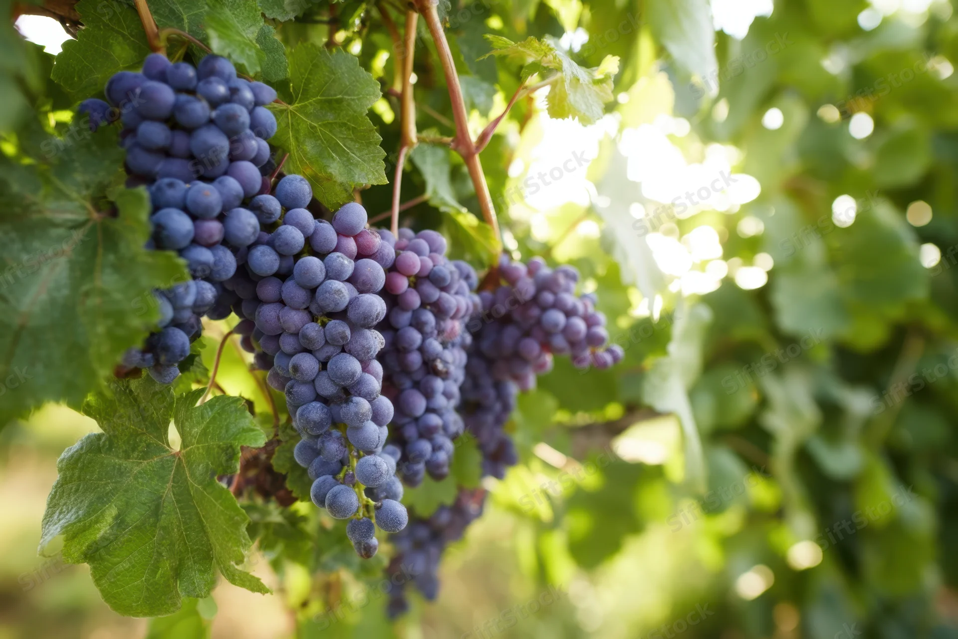 Clusters of ripe deep purple grapes hanging from a vine in a sunlit vineyard