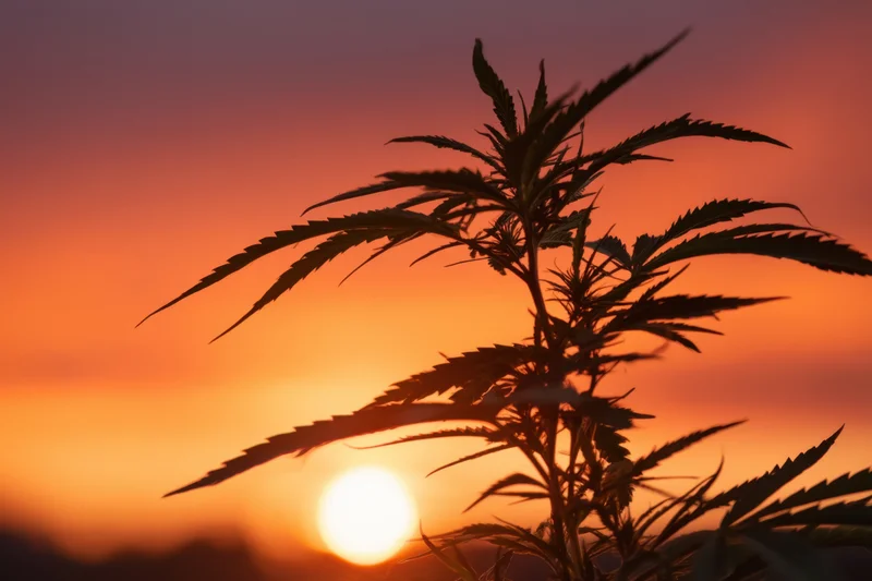 Silhouetted cannabis plant against vibrant sunset sky