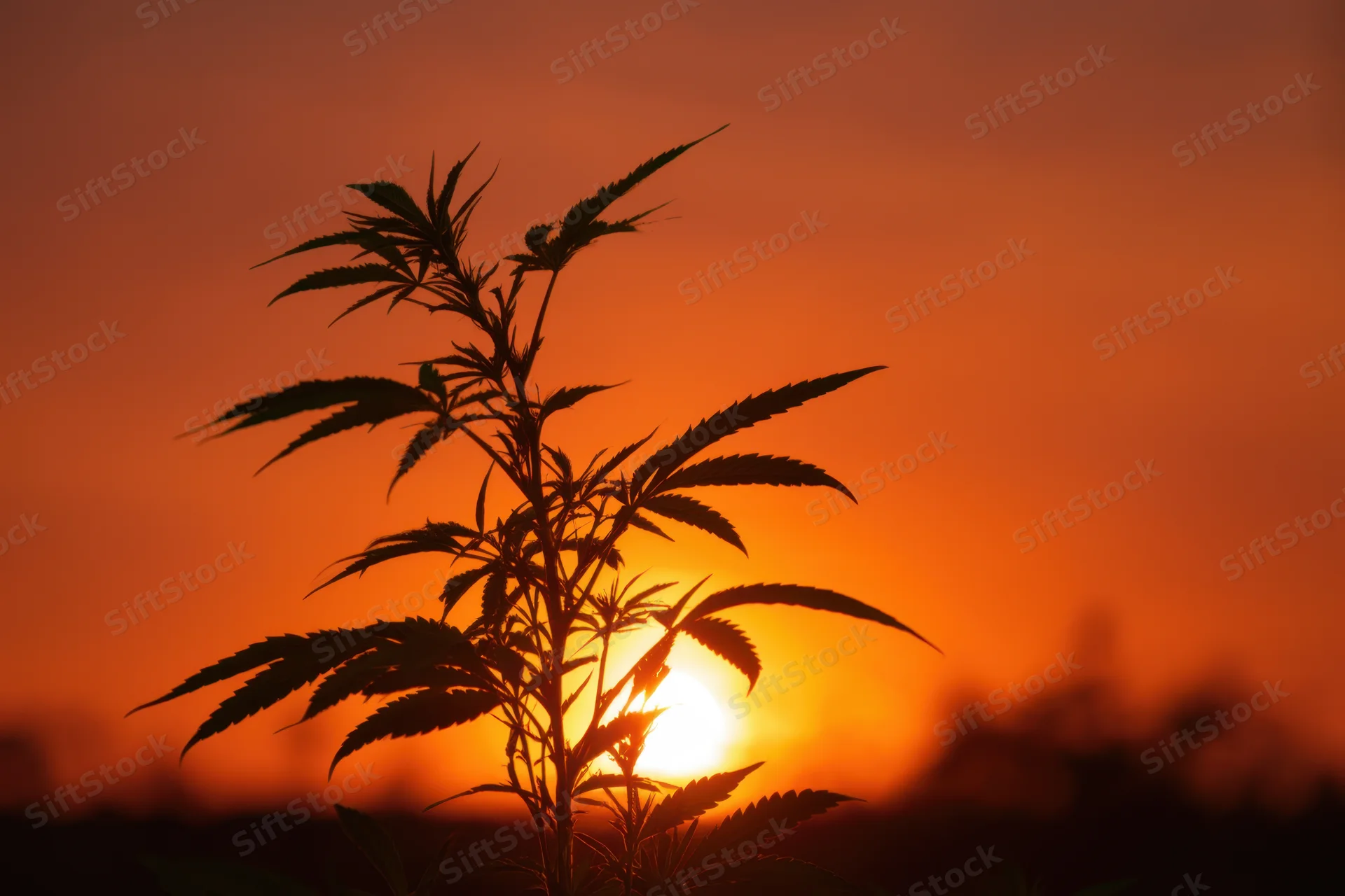 Silhouetted cannabis plant against vibrant orange sunset sky
