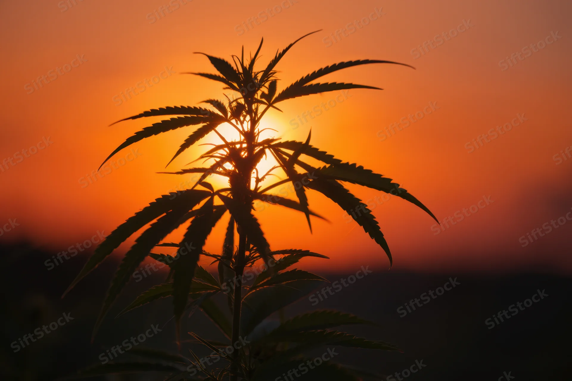 Silhouetted cannabis plant against vibrant orange sunset sky