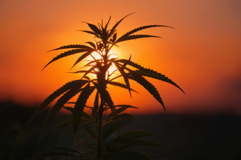 Silhouetted cannabis plant against vibrant orange sunset sky