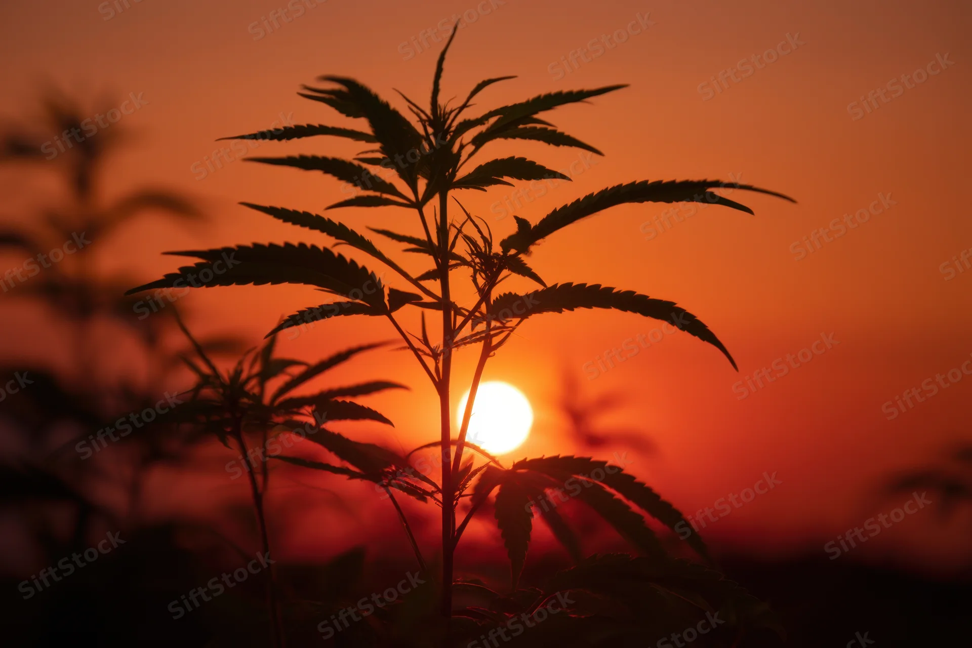 Silhouetted cannabis plant against vibrant sunset sky