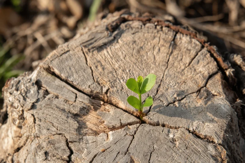 Small green sprout emerging from the center of a weathered tree stump