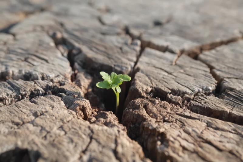 Small green sprout emerging from a crack in dry cracked earth