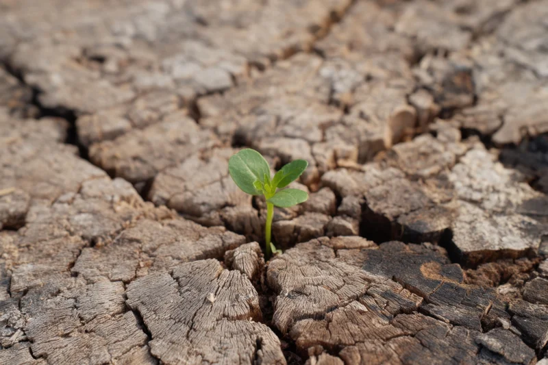Small green sprout emerging from cracked dry soil