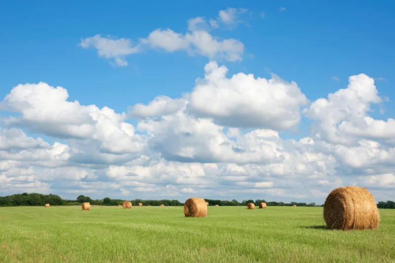 Round hay bales scattered across a green field under a blue sky with white clouds