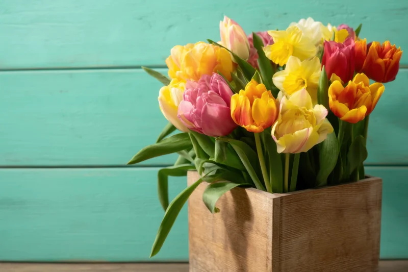 Vibrant bouquet of tulips and daffodils in a wooden box against a teal wooden background