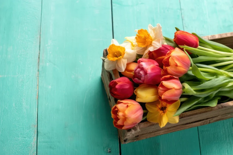 Tulips and daffodils arranged in a wooden crate on a teal surface