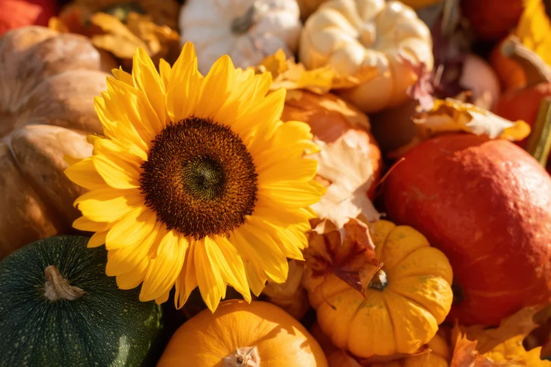 Sunflower surrounded by pumpkins and gourds in an autumn harvest arrangement