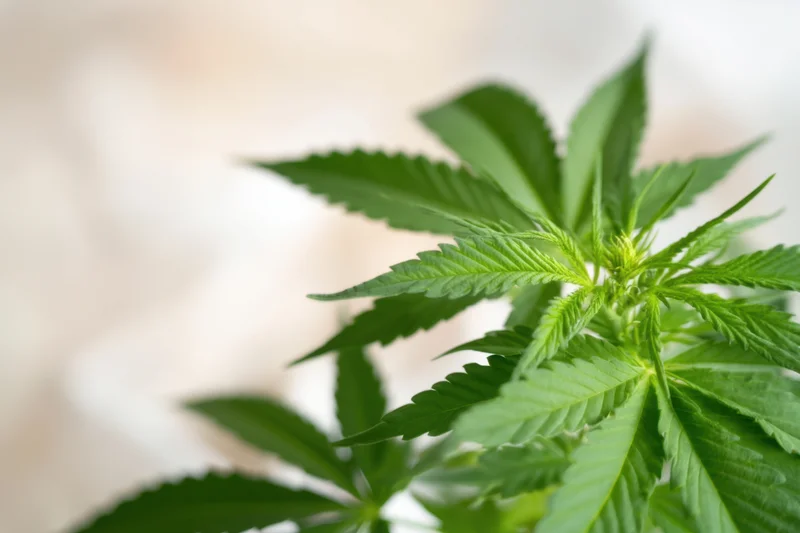 Cannabis plant with lush green leaves in close-up view against a blurred background