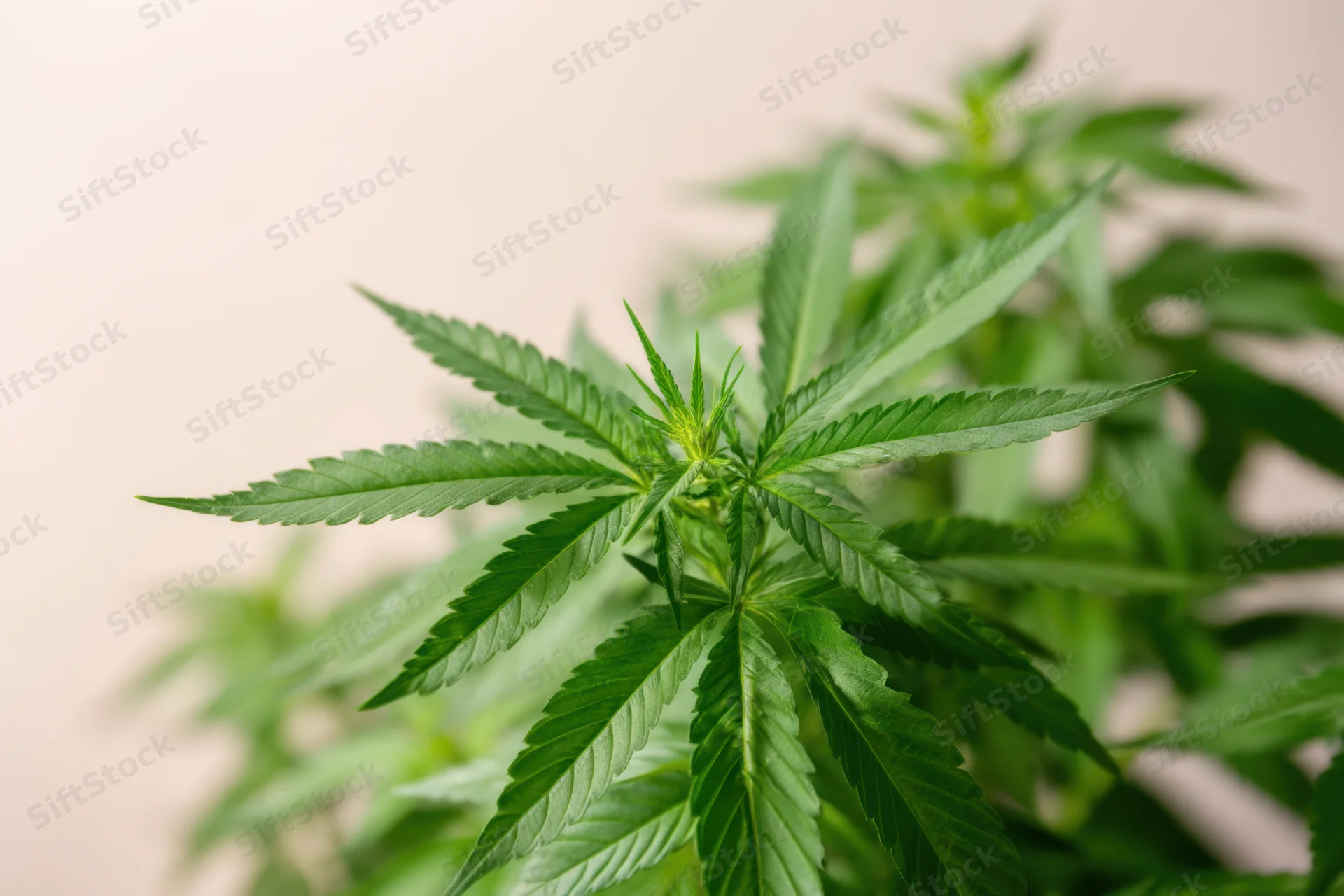 Cannabis plant with lush green leaves against a plain background