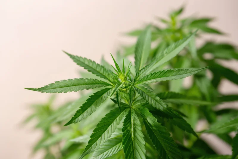 Cannabis plant with lush green leaves against a plain background