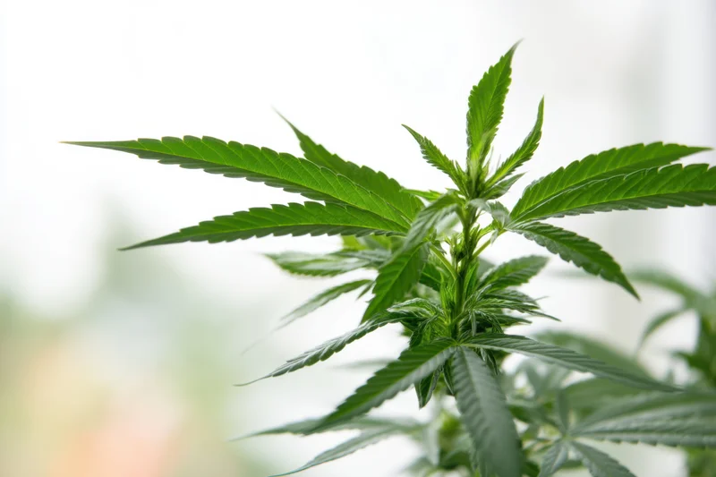 Cannabis plant with lush green leaves in growth stage against soft blurred background
