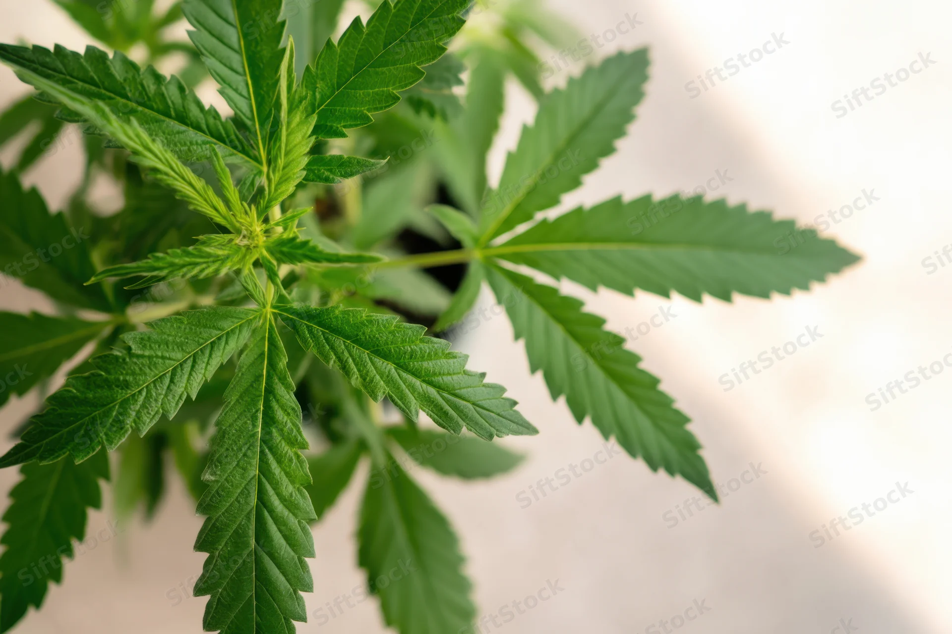 Cannabis plant with lush green leaves in indoor growth setting