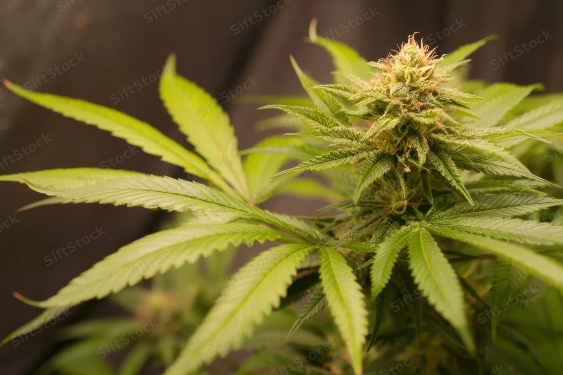 Cannabis plant with developing bud and green leaves in indoor growth setting