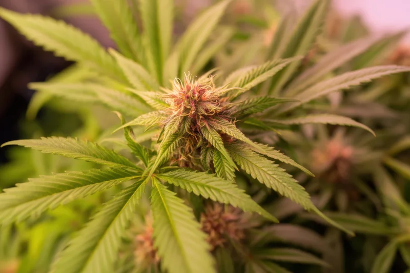 Cannabis plant with flowering bud and green leaves in indoor grow environment