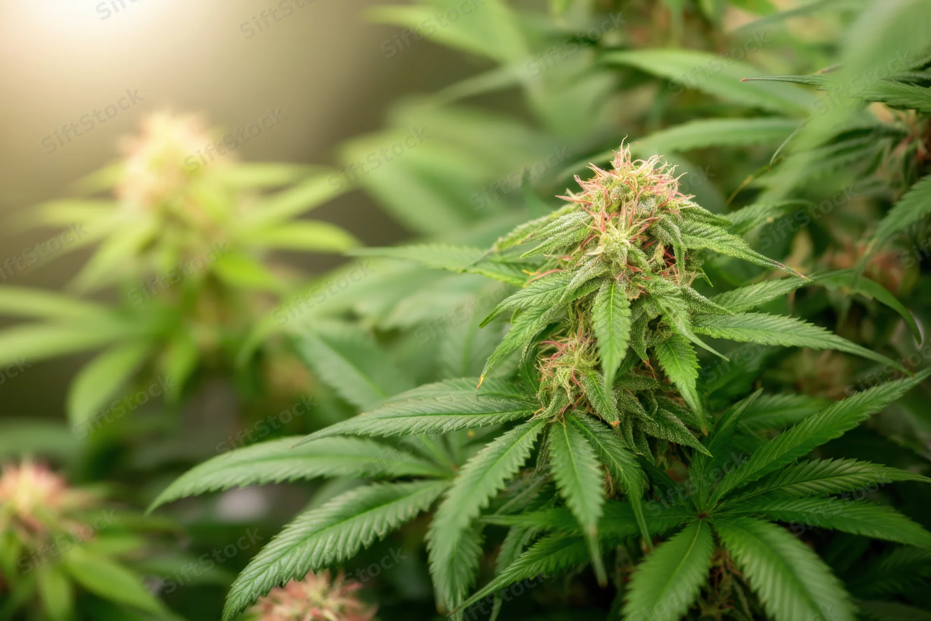 Cannabis plant with flowering buds and green leaves in growth stage