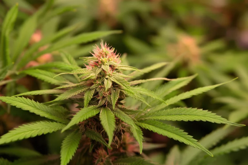 Cannabis plant in flowering stage with green leaves and pink pistils in greenhouse setting
