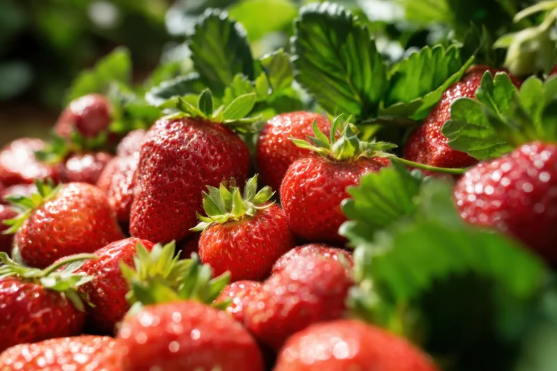 Ripe strawberries with green leaves in a garden field