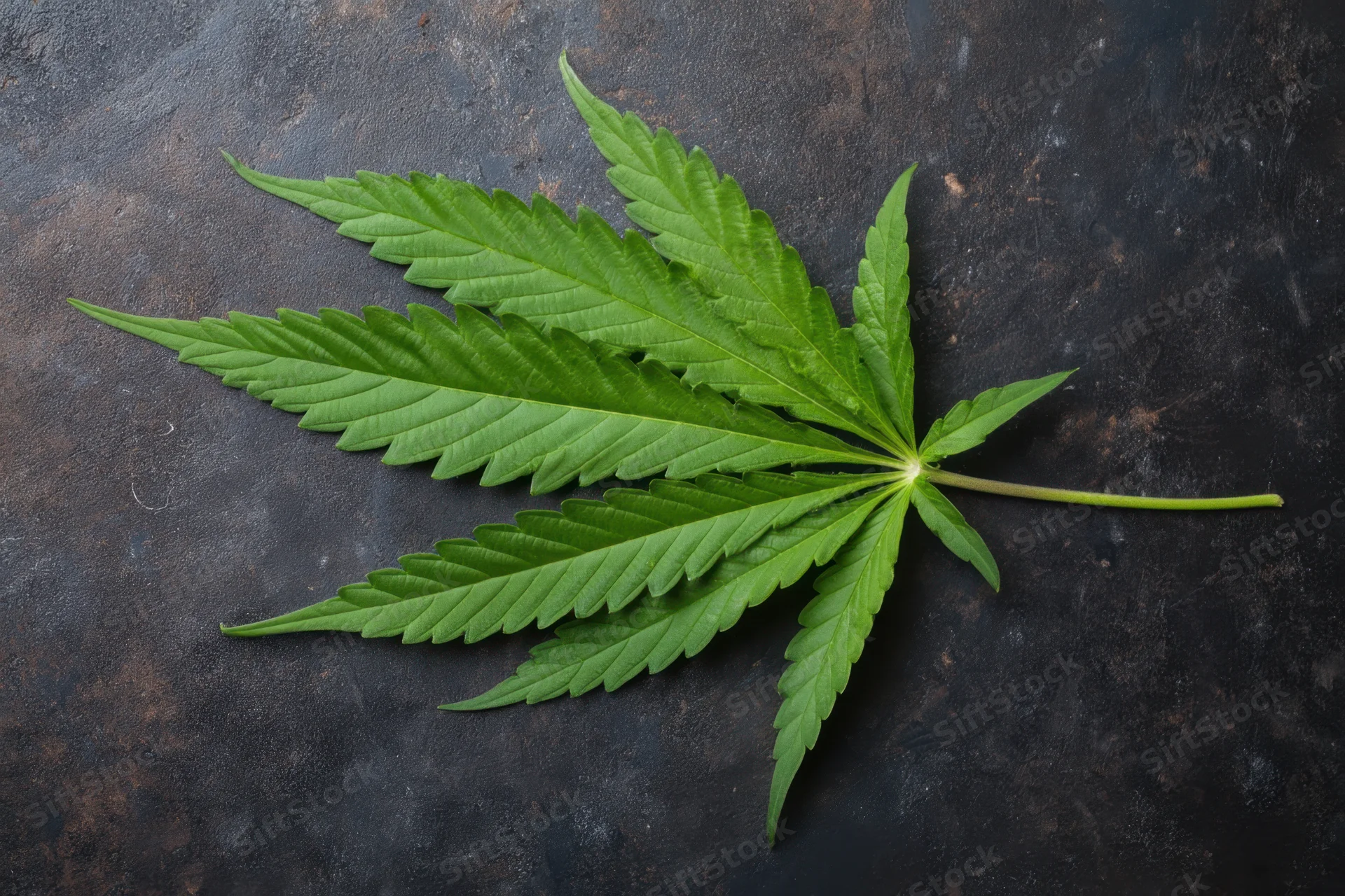 Cannabis leaf resting on dark textured surface
