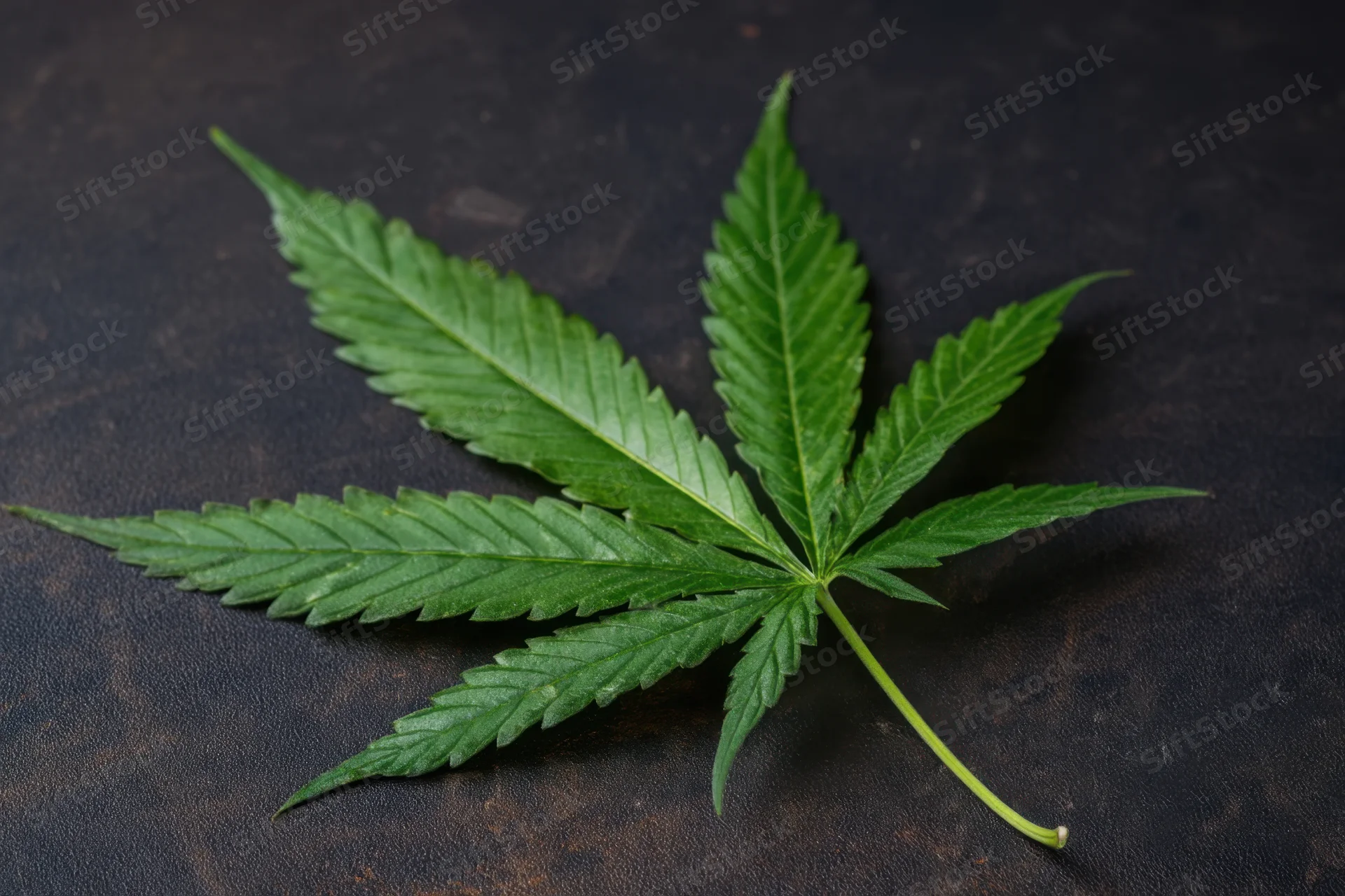 Cannabis leaf resting on dark textured surface