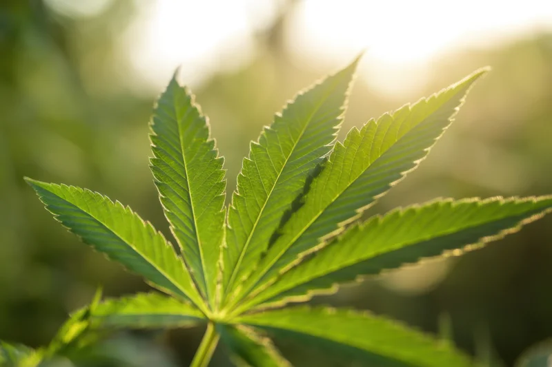 Cannabis leaf in closeup view outdoors under natural sunlight